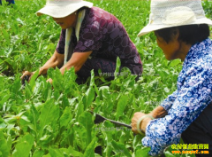 2017����ֲ������׬Ǯ�� ��������ֲ�ɱ���Ч�����