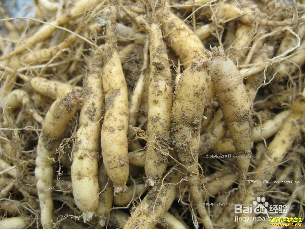 2017年种太子参赚钱吗 太子参种植效益与前景分析