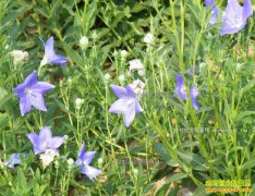 2017����ֲ�۹�׬Ǯ�� �۹���ֲ�ɱ���Ч�����