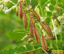 2017����ֲ����׬Ǯ�� ������ֲЧ��ɱ���۸����