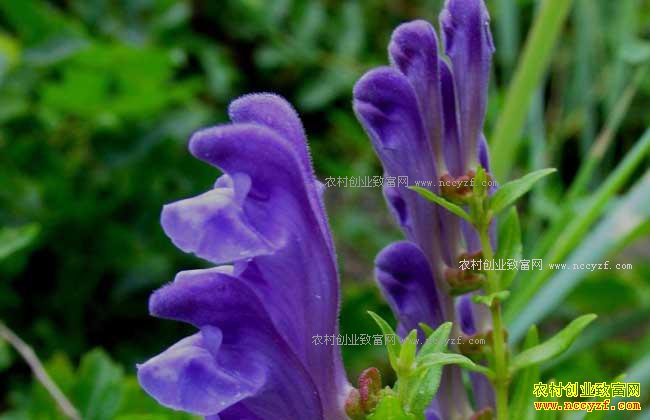 2017����ֲ����׬Ǯ�� ������ֲ�ɱ���Ч�����