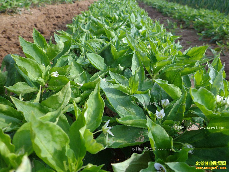 ������ֲ̫�Ӳ� ̫�Ӳ���ֲ����Ҫ��