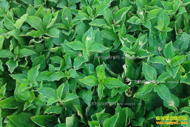 2017����̫�Ӳ�׬Ǯ�� ̫�Ӳ���ֲЧ����ǰ������