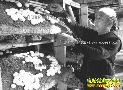 ������ǣ�������ֲ˫�߹�һ������һ������5���Ԫ