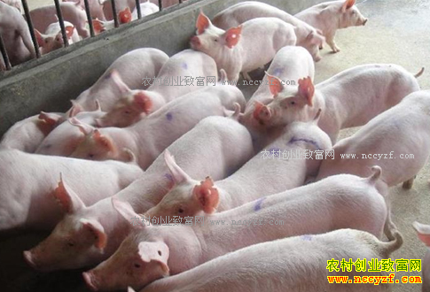 2017�������۸�����Ԥ�⣺��������������һ�����Ƕ���