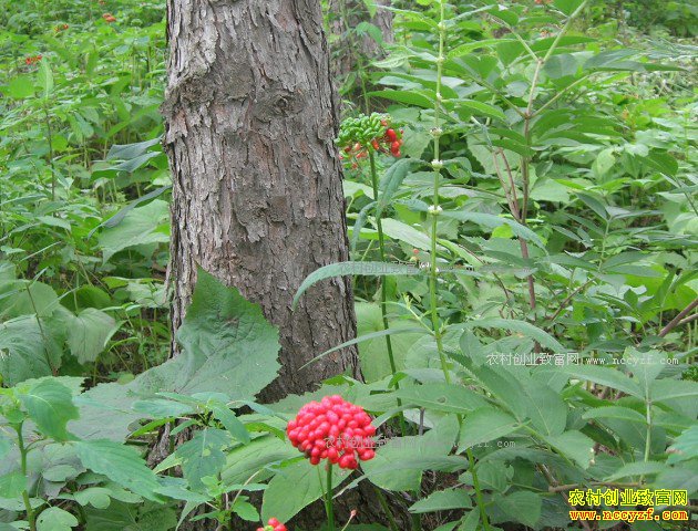 ���ָ���������������ɽ������ֲ��ҩ�ĺ��¸�