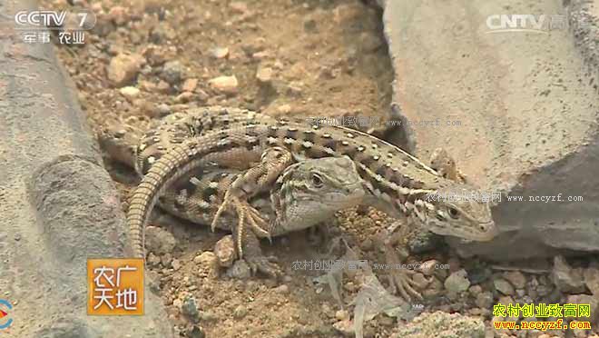 [ũ�����]�ӱ������������ֳ�������������Ԫ