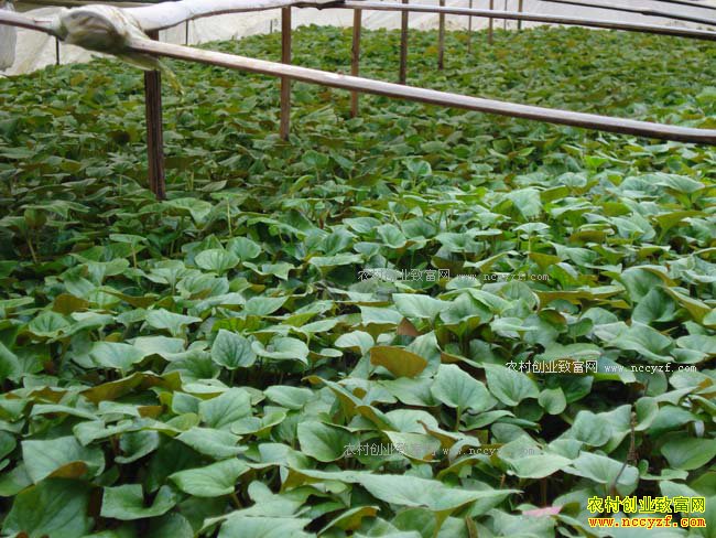 �Ĵ���Դ��������ֲ�۶���Ķ����1.5��Ԫ