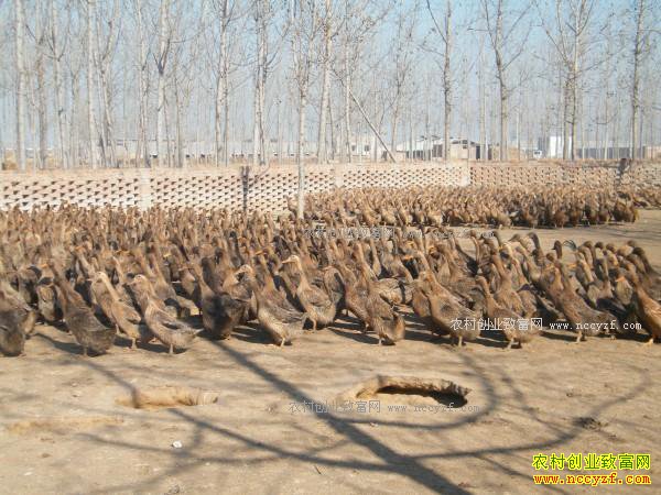 ������ˮ�����ֳ��Ѽ����ƶ������ƶ�¸�