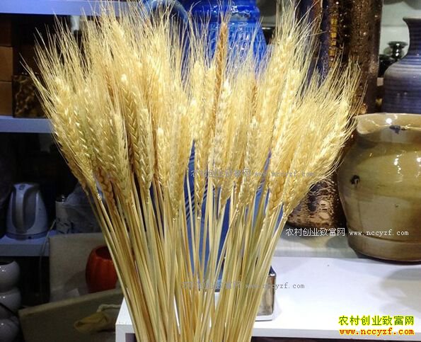 ���������»�������������һĶС������6��Ԫ