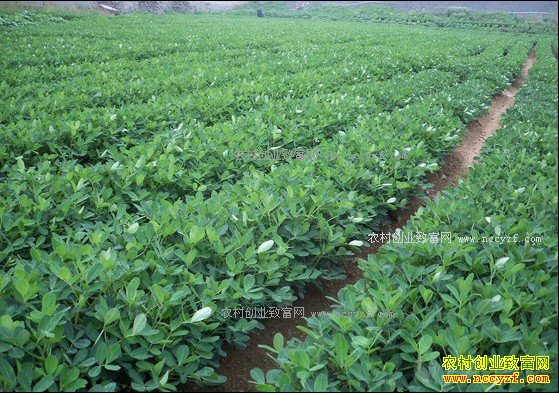 2017�껨������ֲ����϶���������