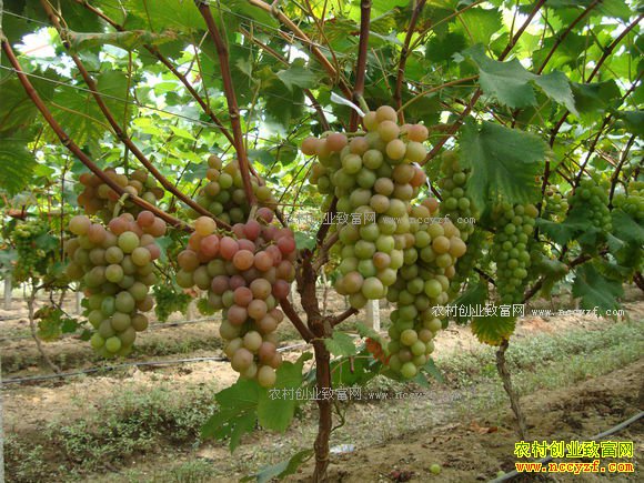 2017�������͹�����ũ�������