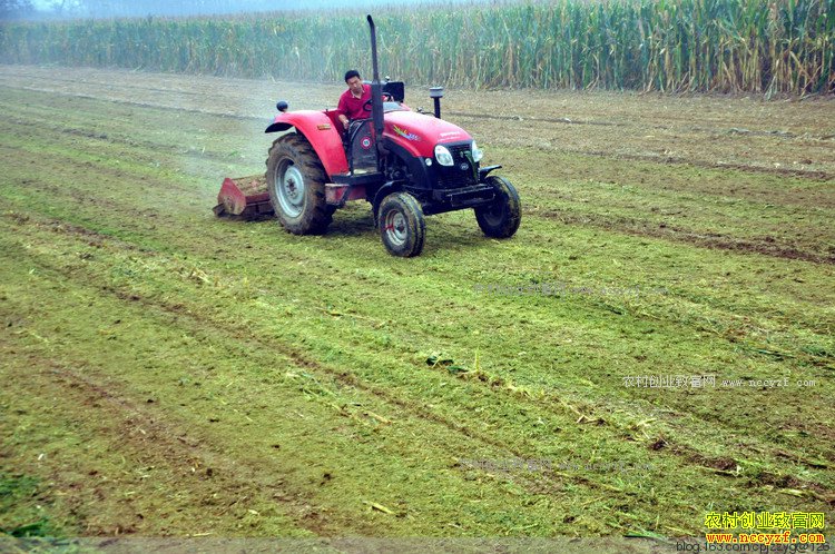 ������ʲô��׬Ǯ?2017��ũ���ֵص��ĸ�����