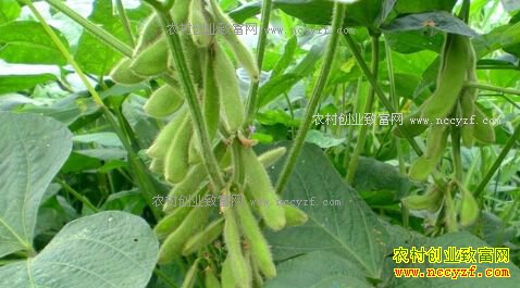 2017�����׸��ִ󶹵��˻�Ƚ϶�