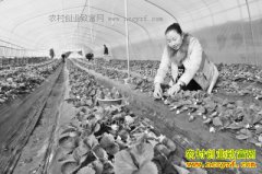 �������ݣ������ݮ��ժ԰��ũ���¸�����Ŀ