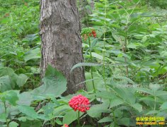 ���ָ���������������ɽ������ֲ��ҩ�ĺ��¸�