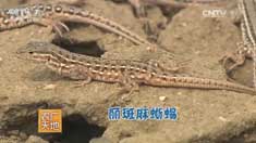 [ũ�����]�ӱ������������ֳ�������������Ԫ