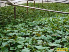 �Ĵ���Դ��������ֲ�۶���Ķ����1.5��Ԫ