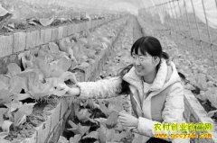 �����˲�����ֲ���ݲ�԰ÿ������60��Ԫ