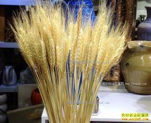 ���������»�������������һĶС������6��Ԫ