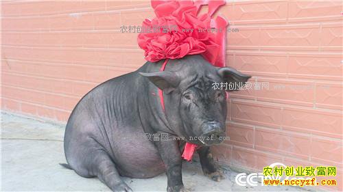 �� �ֵ� ����һ�𷢲ư�(2017.1.10)