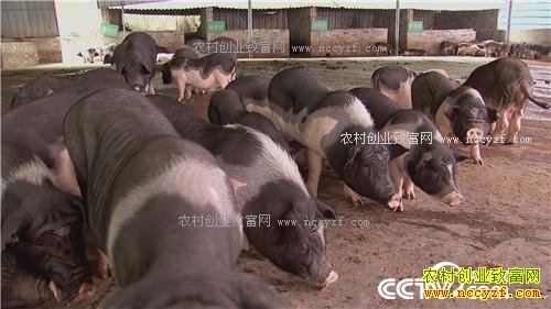 �� �ֵ� ����һ�𷢲ư�(2017.1.10)