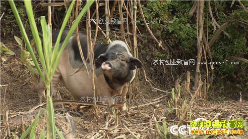 �� �ֵ� ����һ�𷢲ư�(2017.1.10)