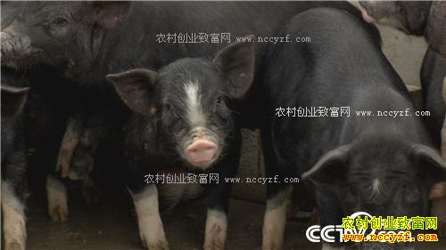 �� �ֵ� ����һ�𷢲ư�(2017.1.10)