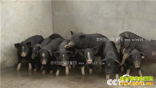 �� �ֵ� ����һ�𷢲ư�(2017.1.10)