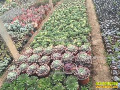 �㽭��Ϫ90�����綫��ͯ�Ͻܴ�����ֲ����������Ԫ