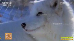 [ÿ��ũ��]������Į�ӣ���ֳ����������Ż�Ӯ