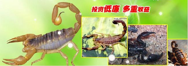 ��ֳҵ�˴�ƭ�ֽ��� 2017����ֳ���ؿ�