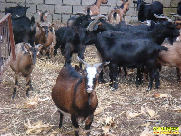 2017������׬Ǯ�� ��ֳ���ܺ�ɽ��Ч�������ʮ��û����