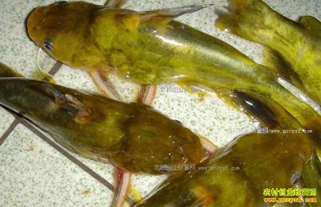 2017����ֳ�����׬Ǯ�𣺺��������Ĺ�����ֳ�����1Ķ׬1.5��