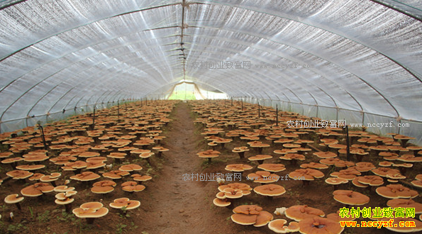 ���ɹ��ں�80��С���������������֥Բ�˴�ҵ��