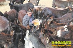 ���ɹŴ�����������¿50ͷ1��׬10��Ԫ