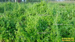 ������������ԭҩ����ֲ��ũ���¸�����Ŀ