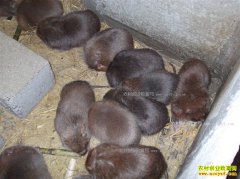 ��������Τ����ֳ����1200ֻ������10����Ԫ