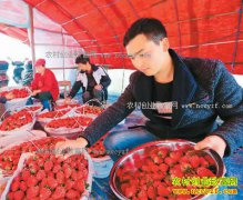 ����®������ݮ�к����Žܴ����ֲ�ݮ��ҵ�¸�