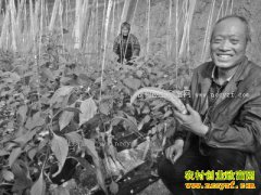 ɽ��۰�ǣ��޹��������߲���ֲ��ũ���¸�����Ŀ