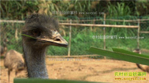 ���ϴ��������ܾ������ŵ�500��(2017.1.11)