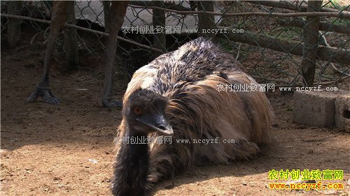 ���ϴ��������ܾ������ŵ�500��(2017.1.11)