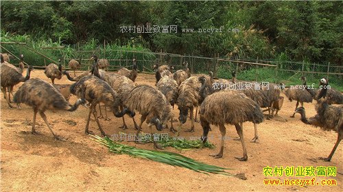 ���ϴ��������ܾ������ŵ�500��(2017.1.11)