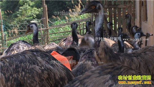 ���ϴ��������ܾ������ŵ�500��(2017.1.11)