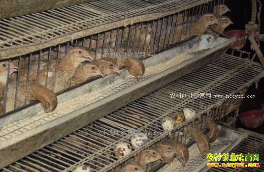 ������������֧������