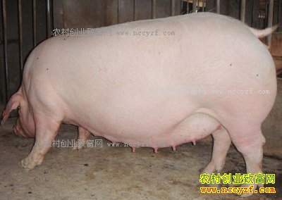 Ԥ��ĸ��������ʲô�÷�����