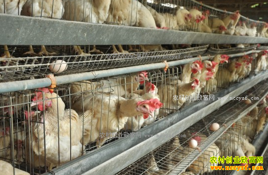 �������������ƣ�