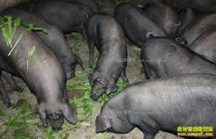 [ÿ��ũ��]����������ɽ��ĺ����۸��