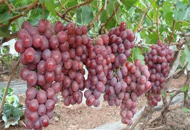 2017����ֲʲô������׬Ǯ-�Ϸ��������ؿ������ѡ������º�