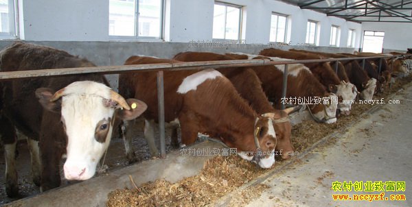 ������ιţ��